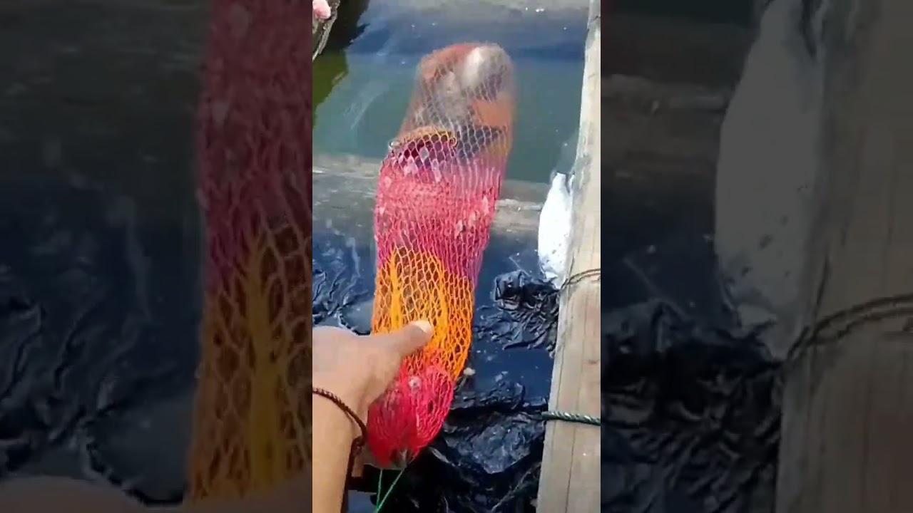 Nyore sambil mancing buat makan malam 