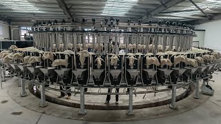 The Ultimo Internal Sheep Rotary Milking Parlour System, Yuansheng, China | Waikato Milking Systems