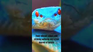 🔥🐍 Discovering the Enchanting World of Bush Vipers 🌿🌟 #shortvideo #bushviper #snake  #wildwonders