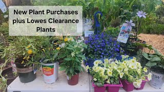 Newest Plant Purchases, Lowes Clearance plants and 2nd go around for two  perennials. GA/Zone 8a.