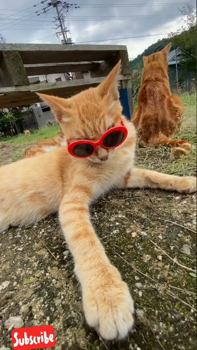 KUCING OREN AND THE GANK 😼 #kucingoyen #cats