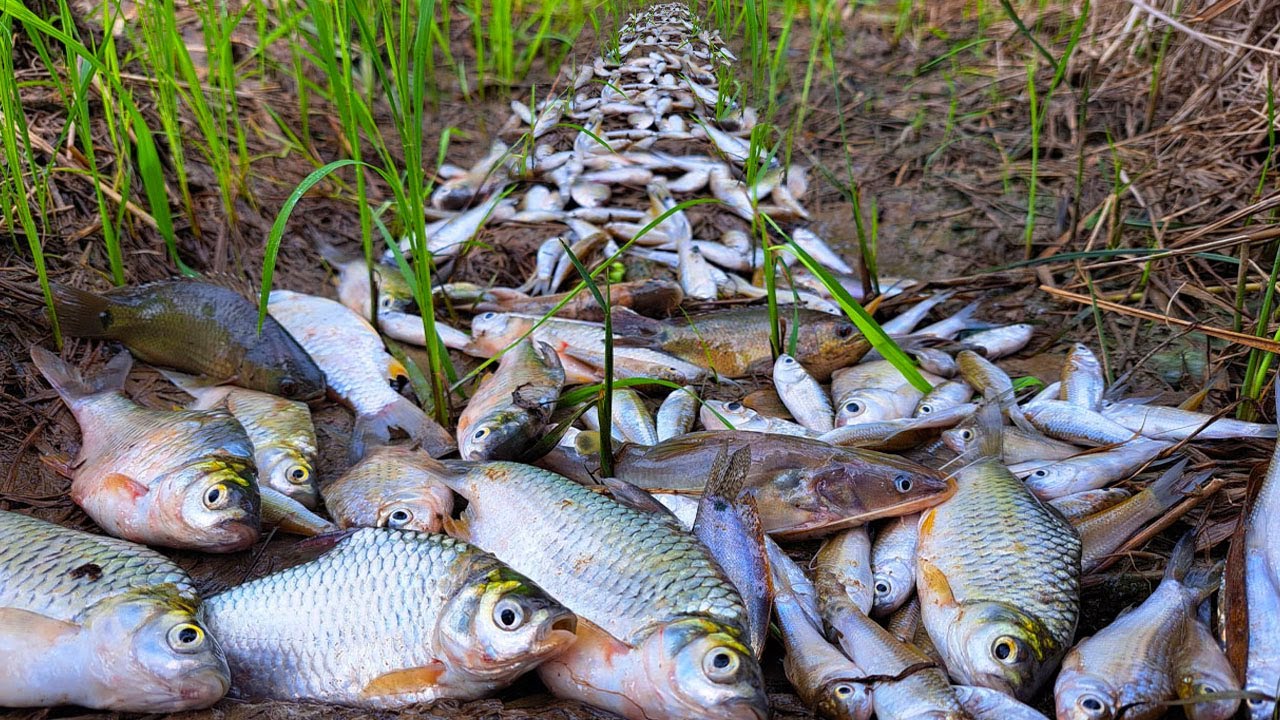 wow Wow Awesome, Top Unique Fishing, Top Fishing, Best hand fishing ...