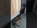 Destaque ao vivo
