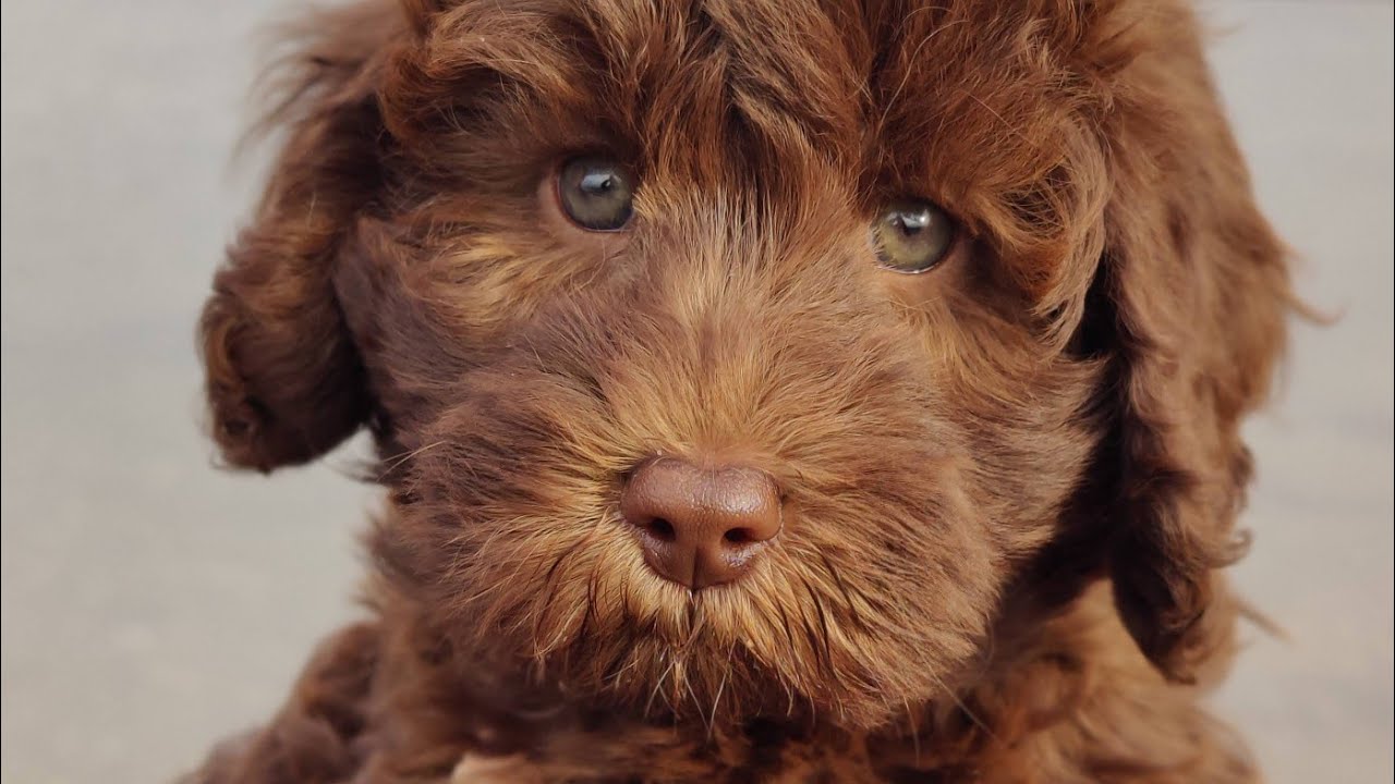 Strandtur med de skønne Labradoodle 1b hvalpe🥰❤️