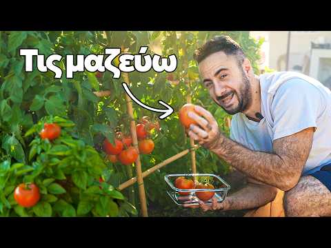 ΜΑΖΕΥΩ ΤΙΣ ΝΤΟΜΑΤΕΣ! | Konilo Farm