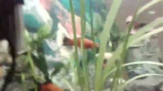 Видео аквариума от подписчика  #8 Аквариум 72 литра с классными рыбками