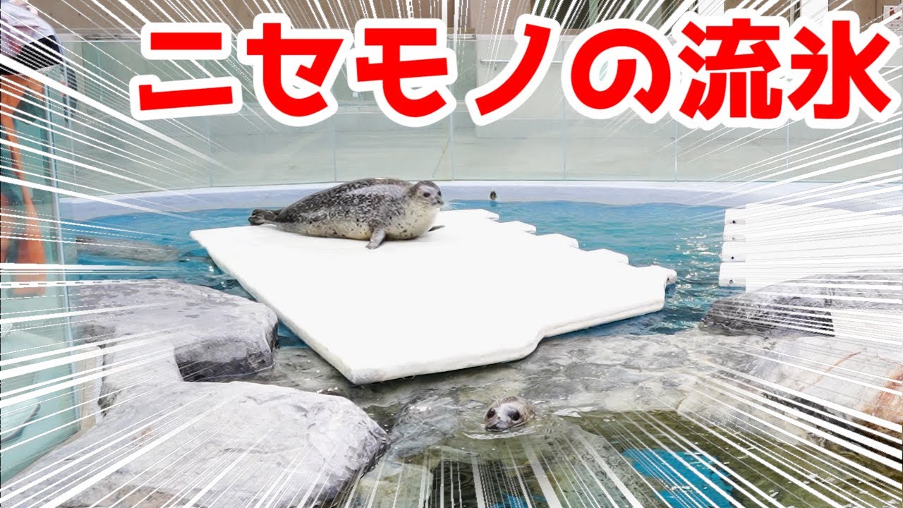 【出産準備・解説】アザラシプールに作り物の流氷を浮かべました！【ゴマフアザラシ】