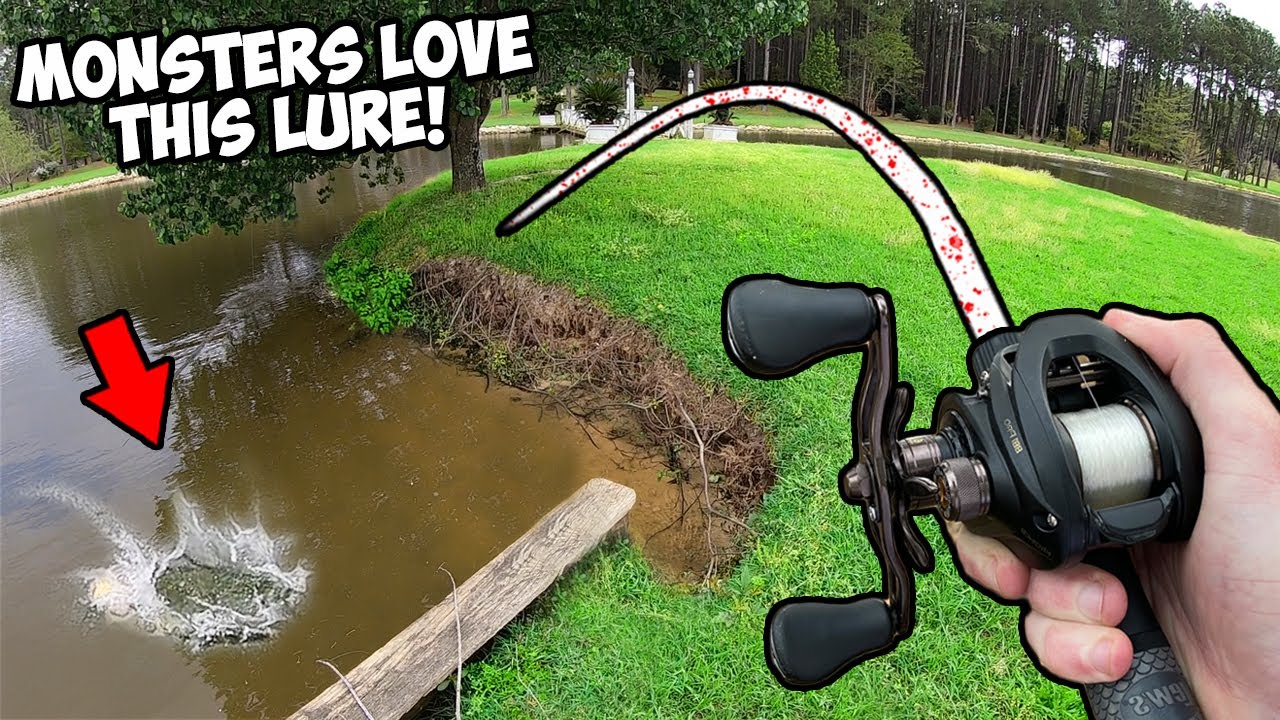 This TINY LAKE is full of TROPHY BASS! (Lake Bass Fishing)