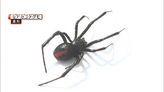 都内でセアカゴケグモが・・・三鷹市内で十数匹確認(14/09/25)