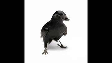 2024 NFL Draft QB Class A-T: Matt Waldman’s RSP Solo Cast