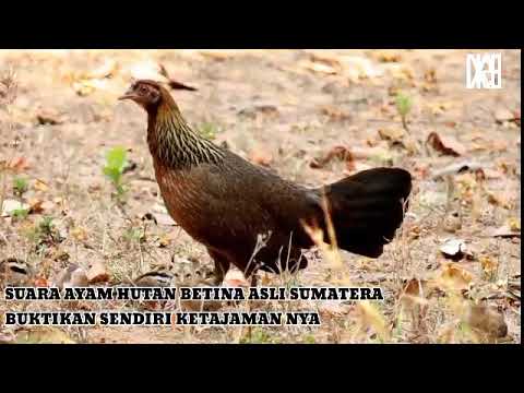  kekek ayam hutan pemikat jantan