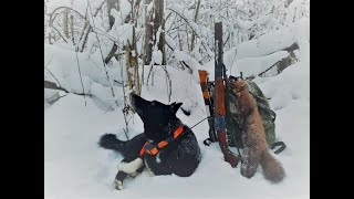 Охота с лайкой на куницу. Врёшь, не уйдёшь!