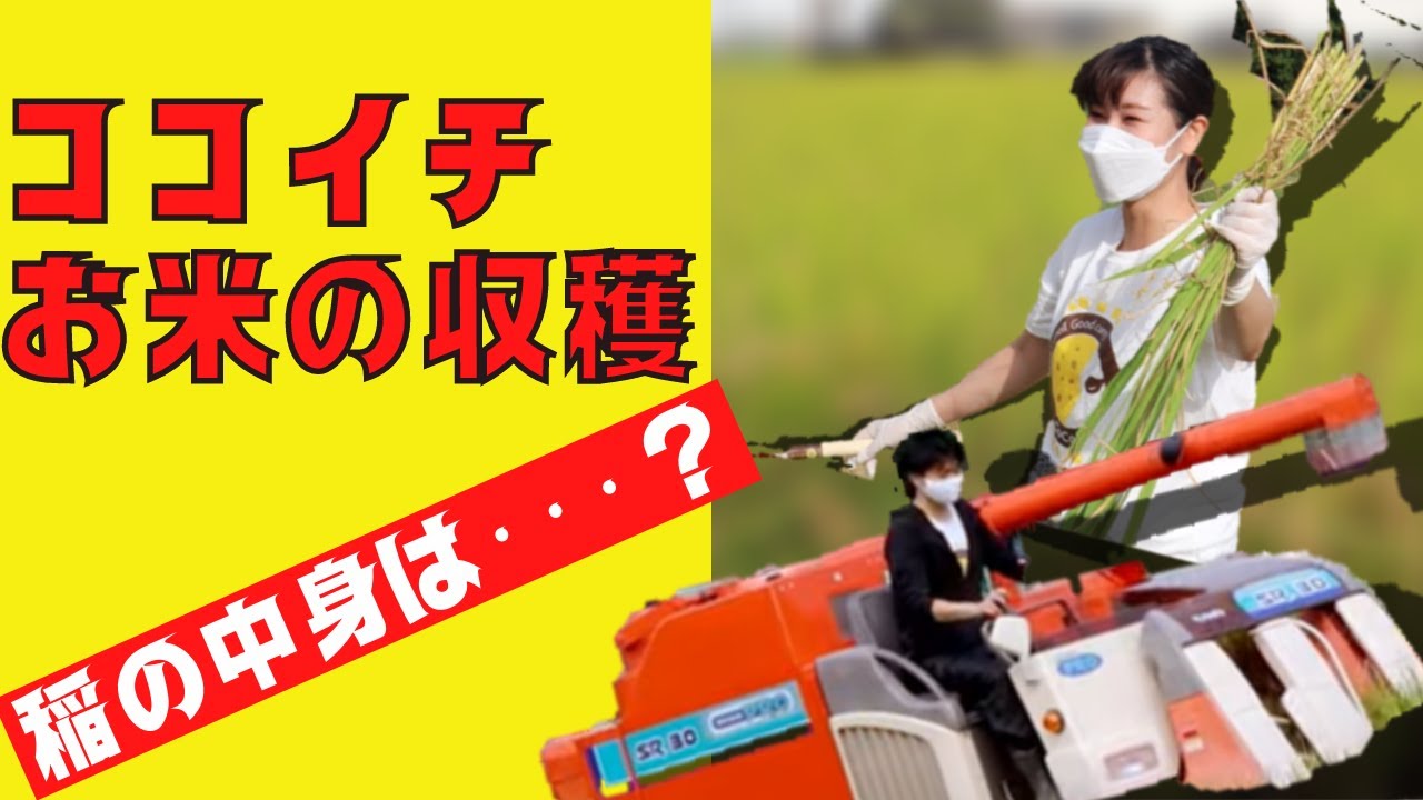 ココイチ】ココイチ社員初めての稲刈り!コンバインと手刈りで挑戦して ココイチ】ココイチ社員初めての稲刈り!コンバインと手刈りで挑戦して
