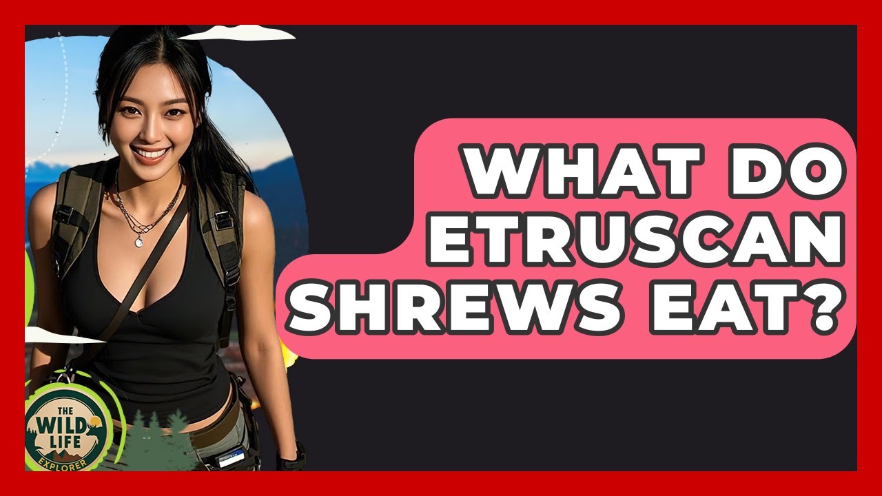 What Do Etruscan Shrews Eat? - The Wild Life Explorer