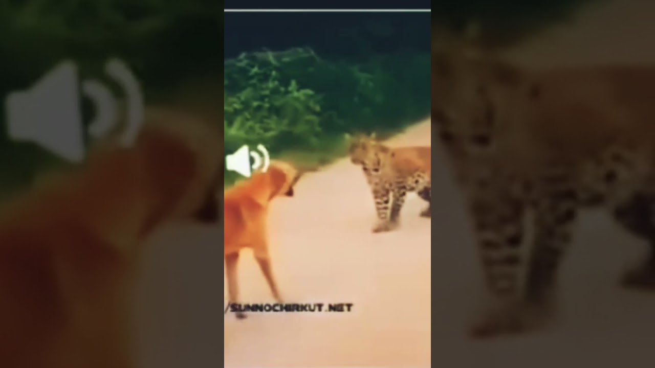 Bakacada magi cadi baincat