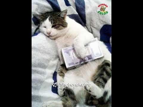 Kulgli vidyo - YouTube