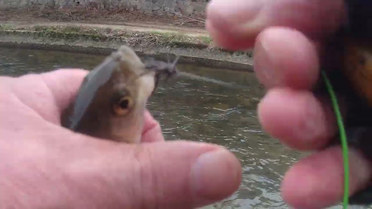 vendredi 16 janvier 2026 pêche à la mouche dans le sichon