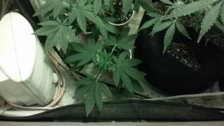 Grow vlog update#4 18+ only