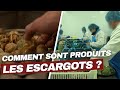 Noël gourmand : découvrez comment sont élevés les escargots de nos tables festives | Enquête Choc