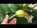 🔵 Why are my squash blossoms falling off? | Male & Female & Blossom Recipe -   Teach a Man to Fish