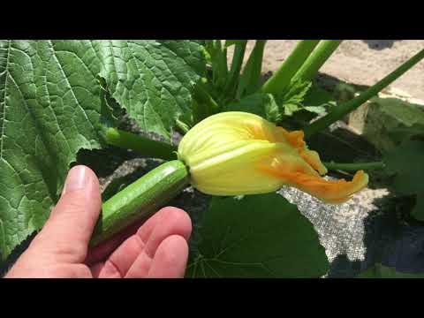 Video: Why Squash Blossoms Faller Off The Vine