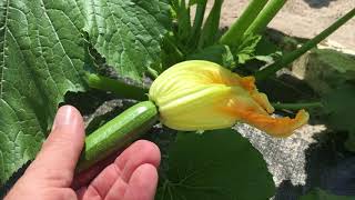 Why Are My Squash Blossoms Falling Off? Male & Female & Blossom Recipe - Teach A Man To Fish