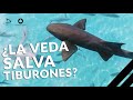 ¿QUÉ ES LA VEDA DE TIBURONES?