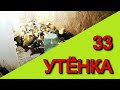 33 УТЁНКА продажа и покупки, ВЫГУЛ и КОРМЛЕНИЕ и этот ДОЖДЬ