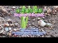 새 싹들의 합창(The chorus of new buds)[28]. 경음악, 새 싹들의 힘찬 성장