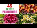 45 plumeria speciesbest plumeria varieties with identification from a to z