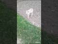 কোথায় পালিয়ে এসেছে.❤🇮🇳❤🇮🇳❤🇮🇳#shorts #short #viralvideo #funny #shortvideo #video #viral 🇮🇳❤🇮🇳❤🇮🇳❤