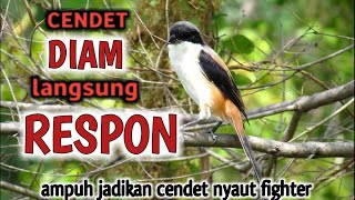 Cendet DIAM Pasti Tak Tahan MERESPON | Pancingan Cendet Malas Bunyi