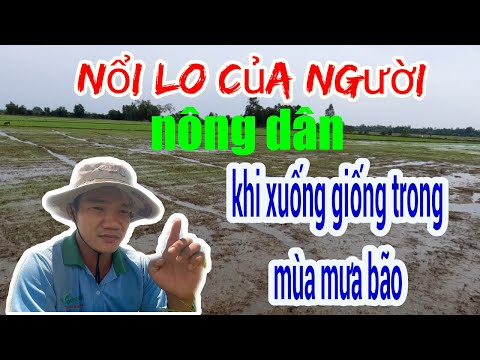 Video Nổi lo của người nông dân khi xuống giống trong mùa... - youtube