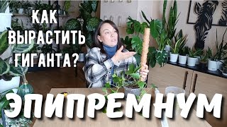 видео: Эпипремнум на опоре! Попробуй, будешь удивлён! картинка: Эпипремнум на опоре! Попробуй, будешь удивлён!
