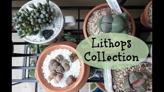 Lithops Collection Baby Toes Lithops Unboxing Living Stones