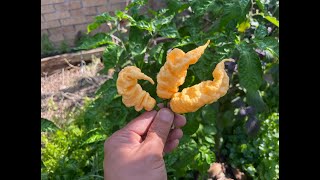 Whats That Pepper Ep141 - Jpgs X Primo X Leviathan