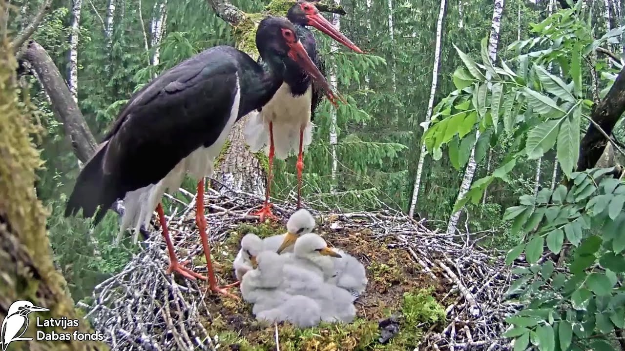 Melnais stārķis~Breakfast for the storklets by Ogris~7:42 am 2024/06/10