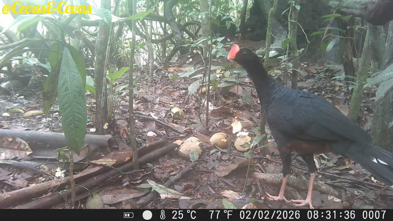Fruteira de piqui em Rondônia 