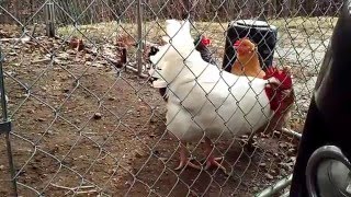 Biggest rooster ever!!