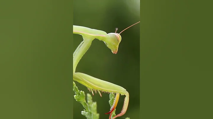 facts about the Praying Mantis