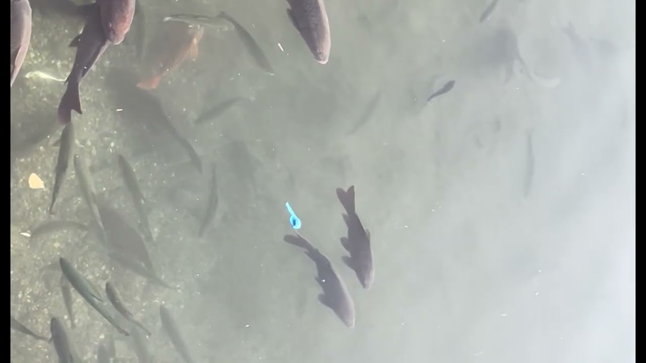 Gandaki trout farm ni pugera machaa daro bajaiyooo haita 🐟.