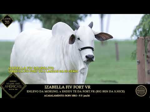 LOTE 20   IZABELLA FIV FORT VR