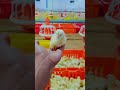 poultry #industrialelectrician #electricalguru
