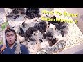 How To Breed Super Worms For Your Reptiles !! Tips And Advice 2019