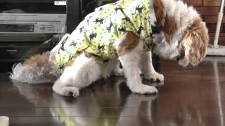 老犬介護 うんち受け付きオムツカバー Youtube 老犬介護 うんち受け付きオムツカバー Youtube