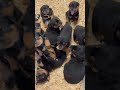 RottieLove #PuppyPlaytime #BestBuddies