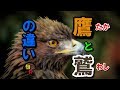 ◆知っ得◆雑学　鷲と鷹の違いは翼を、、、