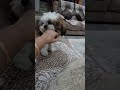 Niko puppy playing with mom  shorts