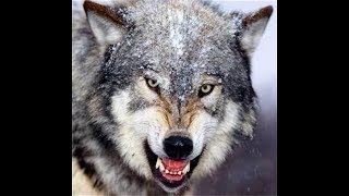 The Doctrines of Demons and Suducing Spirits - 1 Tim 4