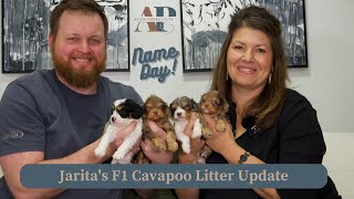 Name Day! | Jarita's F1 Cavapoo Litter Update by Adora Perfect Pups 350 views 3 weeks ago 7 minutes, 33 seconds